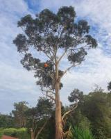 Lifeline Tree Services image 1